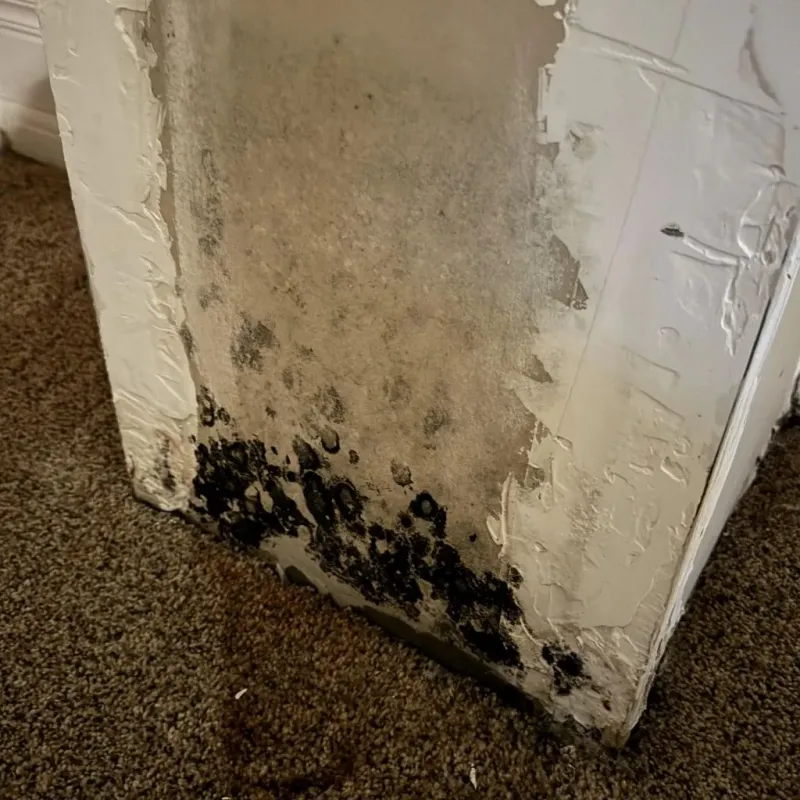 Professional Mold Removal in Biola, CA